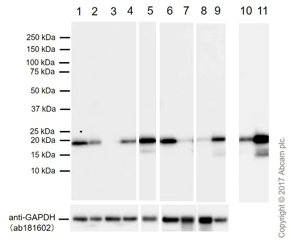 Western blot - Anti-Bax antibody [EPR18284] (AB182734)