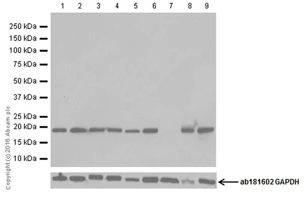 Western blot - Anti-Bax antibody [EPR18284] (AB182734)