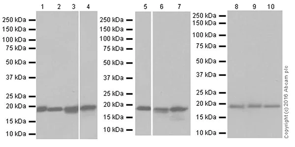 Western blot - Anti-Bax antibody [EPR18284] (AB182734)