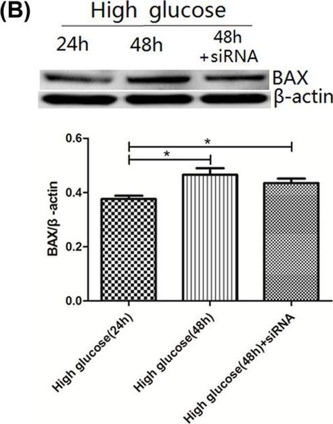 Anti-Bax antibody [EPR18284]