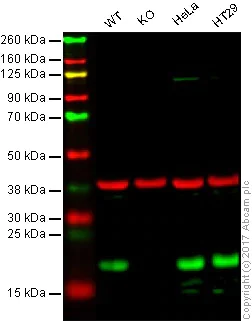 Western blot - Anti-Bax antibody [EPR18284] - BSA and Azide free (AB250635)
