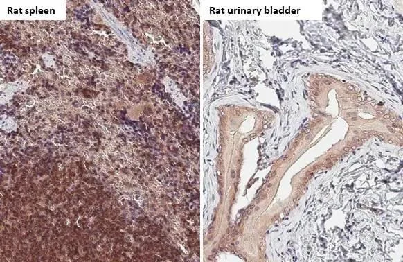 Immunohistochemistry (Formalin/PFA-fixed paraffin-embedded sections) - Anti-Bax antibody [HL236] - BSA and Azide free (AB289364)