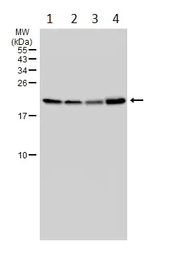 Western blot - Anti-Bax antibody [HL236] - BSA and Azide free (AB289364)