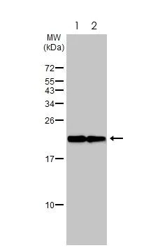 Western blot - Anti-Bax antibody [HL236] - BSA and Azide free (AB289364)