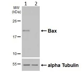 Western blot - Anti-Bax antibody [HL236] - BSA and Azide free (AB289364)
