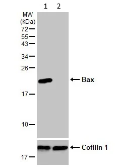 Western blot - Anti-Bax antibody [HL236] - BSA and Azide free (AB289364)