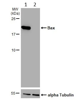 Western blot - Anti-Bax antibody [HL236] - BSA and Azide free (AB289364)