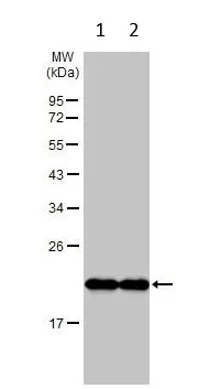 Western blot - Anti-Bax antibody [HL236] - BSA and Azide free (AB289364)