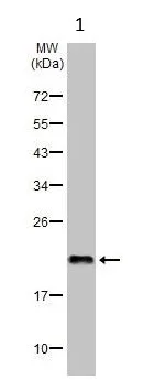 Western blot - Anti-Bax antibody [HL236] - BSA and Azide free (AB289364)
