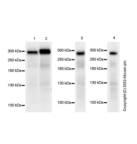 Western blot - Anti-BAZ2A/TIP5 antibody [EPR25419-10] (AB290639)