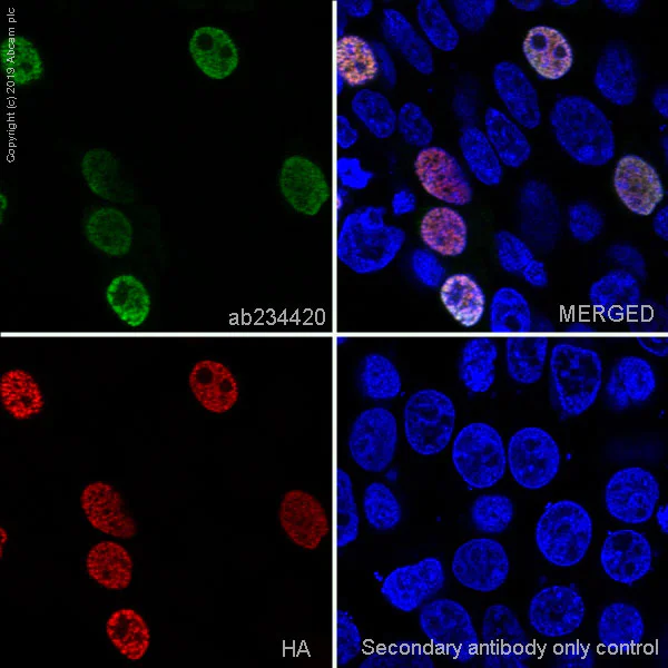 Immunocytochemistry/ Immunofluorescence - Anti-BAZ2B antibody [EPR20909-88] (AB234420)