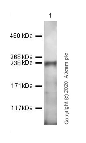Western blot - Anti-BAZ2B antibody [EPR20909-88] (AB234420)