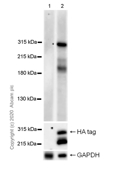 Western blot - Anti-BAZ2B antibody [EPR20909-88] - BSA and Azide free (AB274330)