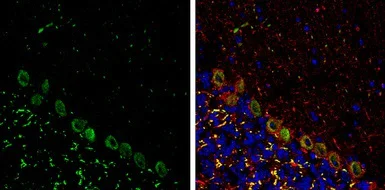 Immunohistochemistry (Frozen sections) - Anti-BCAR1 antibody (AB137507)