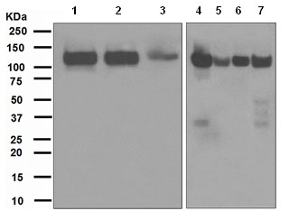 Western blot - Anti-BCAR1 antibody [EPR1850(2)] (AB108320)