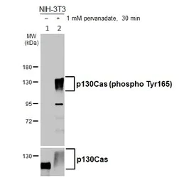 Western blot - Anti-BCAR1 (phospho Y165) antibody - N-terminal (AB226914)