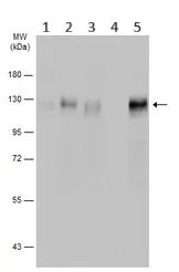 Western blot - Anti-BCAR1 (phospho Y165) antibody - N-terminal (AB226914)