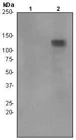 Western blot - Anti-BCAR1 (phospho Y410) antibody [EPR1860] (AB92699)