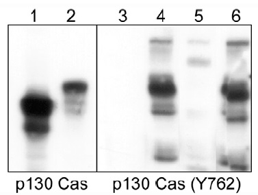 Western blot - Anti-BCAR1 (phospho Y762) antibody (AB41827)