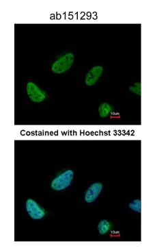 Immunocytochemistry/ Immunofluorescence - Anti-BCAS2 antibody (AB151293)