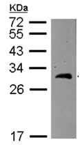 Western blot - Anti-BCAS2 antibody (AB151293), expandable thumbnail