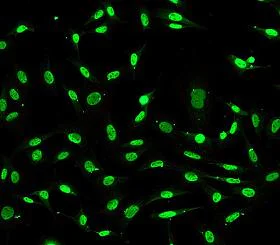 Immunocytochemistry/ Immunofluorescence - Anti-BCAS2 antibody [EPR4375] - BSA and Azide free (AB247633)