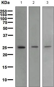 Western blot - Anti-BCAS2 antibody [EPR4375] - BSA and Azide free (AB247633)