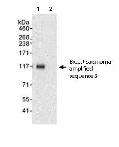 Immunoprecipitation - Anti-BCAS3 antibody (AB71162)