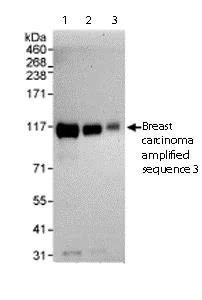 Western blot - Anti-BCAS3 antibody (AB71162)
