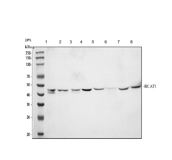 Western blot - Anti-BCAT1 antibody (AB125209)