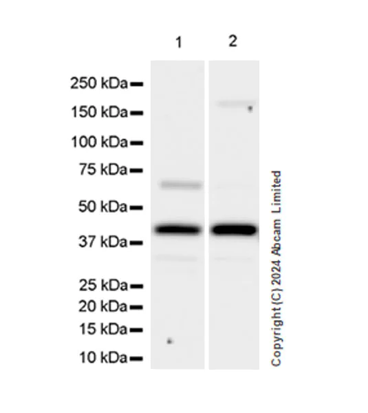 Western blot - Anti-BCAT1 antibody [EPR29208-26] (AB320650)