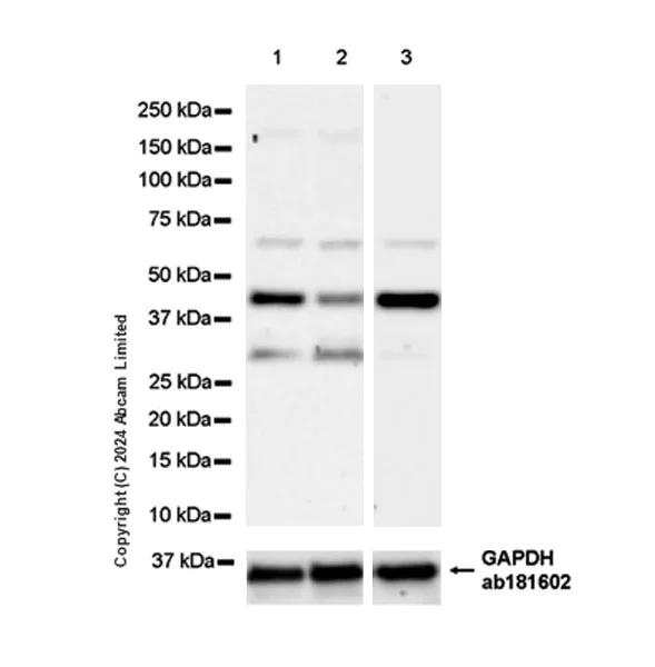Western blot - Anti-BCAT1 antibody [EPR29208-26] - BSA and Azide free (AB320651)