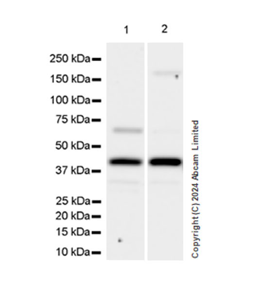 Western blot - Anti-BCAT1 antibody [EPR29208-26] - BSA and Azide free (AB320651), expandable thumbnail