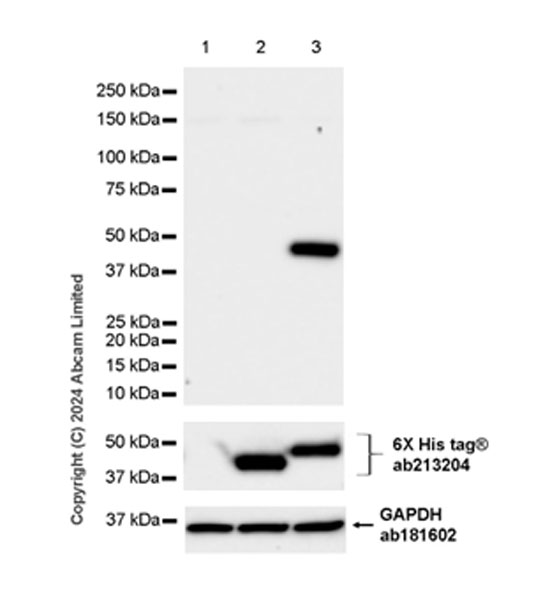 Western blot - Anti-BCAT1 antibody [EPR29208-26] - BSA and Azide free (AB320651), expandable thumbnail