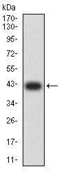 Western blot - Anti-BCAT2 antibody [7G3A11] (AB233650)