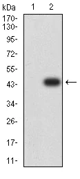 Western blot - Anti-BCAT2 antibody [7G3A11] (AB233650)
