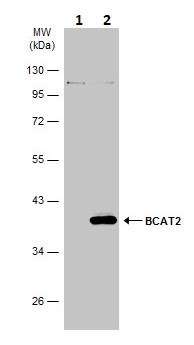 Western blot - Anti-BCAT2 antibody (AB95976), expandable thumbnail