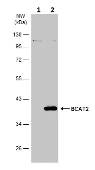 Western blot - Anti-BCAT2 antibody (AB95976)