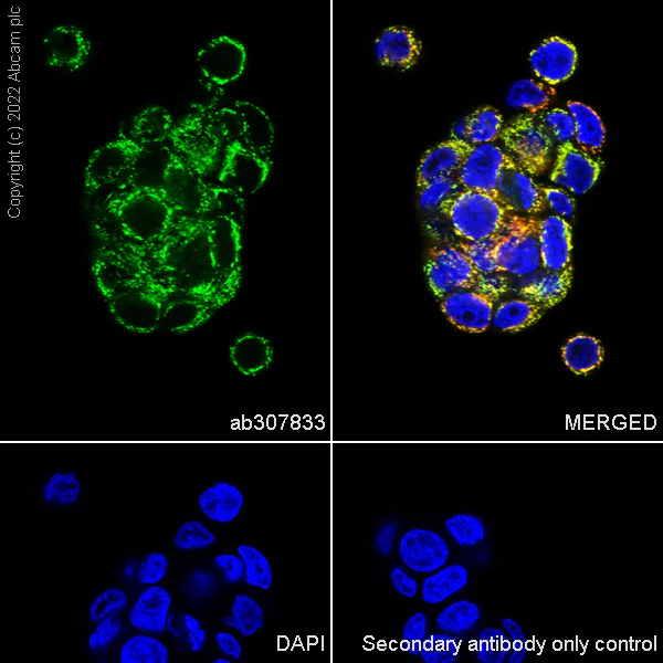 Immunocytochemistry/ Immunofluorescence - Anti-BCAT2 antibody [EPR27488-72] - BSA and Azide free (AB307834)