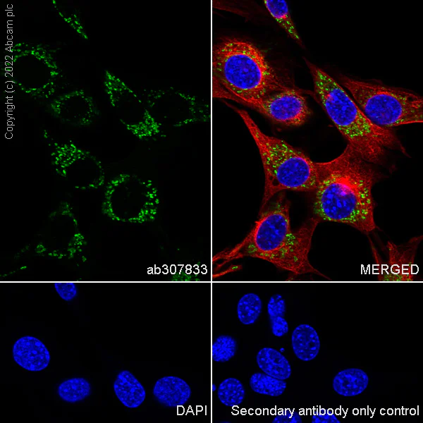 Immunocytochemistry/ Immunofluorescence - Anti-BCAT2 antibody [EPR27488-72] - BSA and Azide free (AB307834)