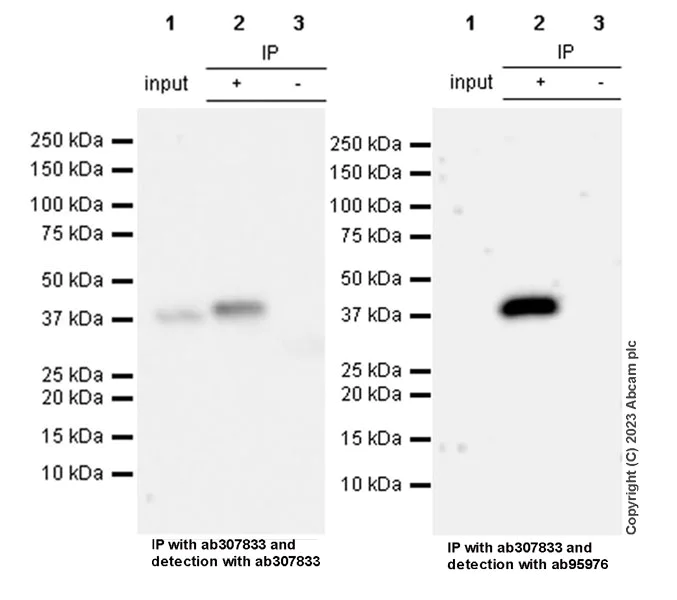 Immunoprecipitation - Anti-BCAT2 antibody [EPR27488-72] - BSA and Azide free (AB307834)