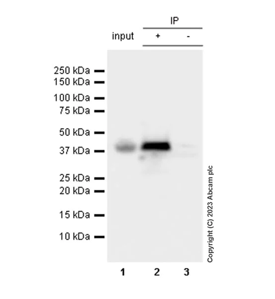 Immunoprecipitation - Anti-BCAT2 antibody [EPR27488-72] - BSA and Azide free (AB307834)