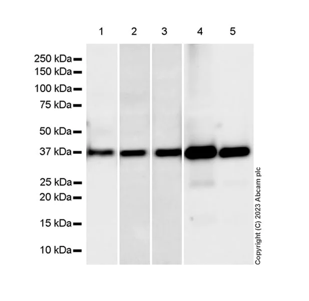 Western blot - Anti-BCAT2 antibody [EPR27488-72] - BSA and Azide free (AB307834)