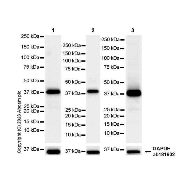 Western blot - Anti-BCAT2 antibody [EPR27488-72] - BSA and Azide free (AB307834)