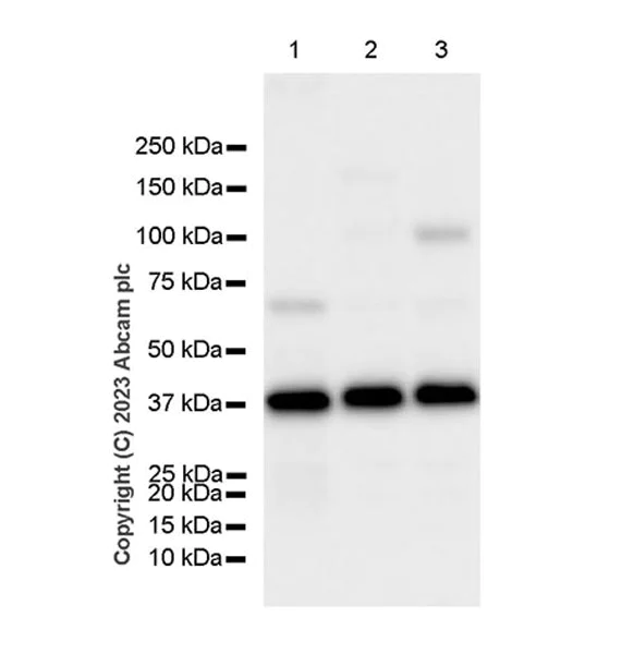 Western blot - Anti-BCAT2 antibody [EPR27488-91] (AB309514)