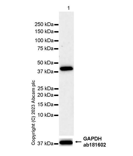 Western blot - Anti-BCAT2 antibody [EPR27488-91] (AB309514)