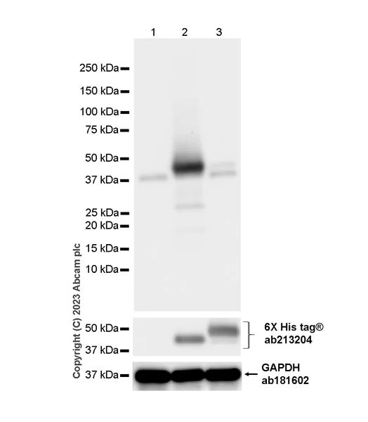 Western blot - Anti-BCAT2 antibody [EPR27488-91] (AB309514)