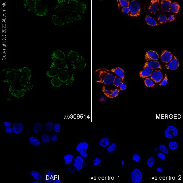 Immunocytochemistry/ Immunofluorescence - Anti-BCAT2 antibody [EPR27488-91] - BSA and Azide free (AB309515)