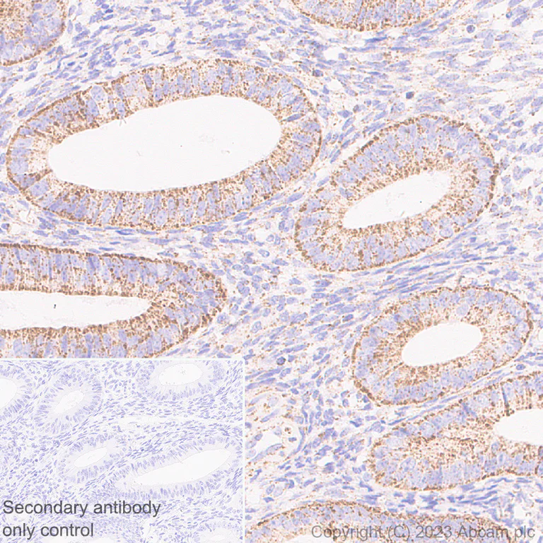 Immunohistochemistry (Formalin/PFA-fixed paraffin-embedded sections) - Anti-BCAT2 antibody [EPR27488-91] - BSA and Azide free (AB309515)