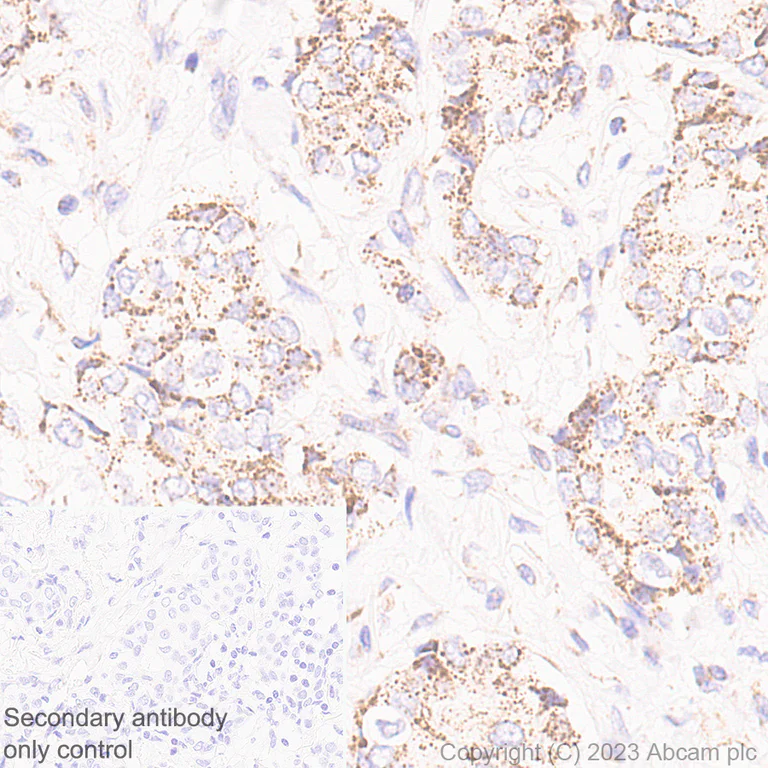 Immunohistochemistry (Formalin/PFA-fixed paraffin-embedded sections) - Anti-BCAT2 antibody [EPR27488-91] - BSA and Azide free (AB309515)